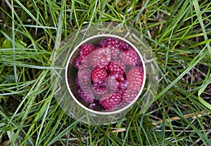 Cup Fresh Raspberries