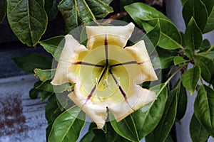 Cup of Gold Vine Solandra Maxima photo