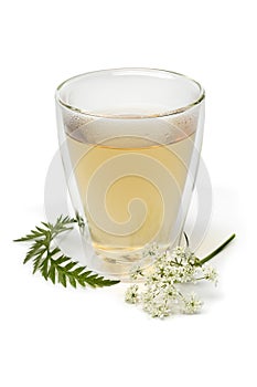 Cup of healthy cow parsley tea