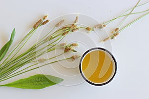 A cup of herbal tea against cough with fresh ribwort plantain leaves.Hebal medicine. Minimalism. Beautiful spring