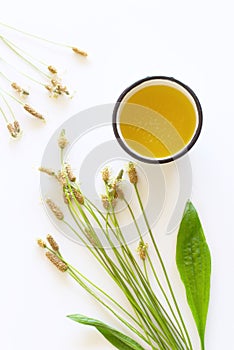 A cup of herbal tea against cough with fresh ribwort plantain leaves.Hebal medicine. Minimalism. Beautiful spring wildflowers .