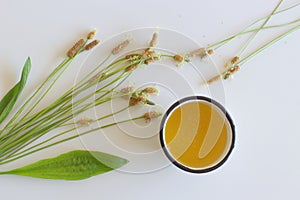 A cup of herbal tea against cough with fresh ribwort plantain leaves.Hebal medicine. Minimalism. Beautiful spring photo