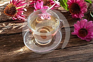 A cup of herbal tea with echinacea flowers