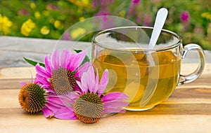 Cup of herbal tea from echinacea. photo