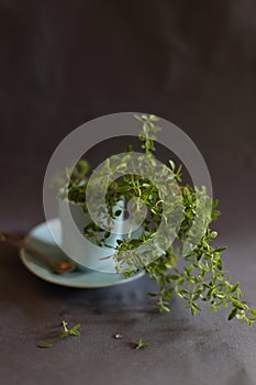 Cup of herbal tea with thyme on dark background with copy space