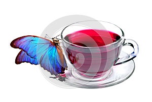 Cup of hibiscus tea and morpho butterfly isolated on white. Tropical butterfly and hibiscus tea Vitamin tea for cold and flu. Herb