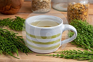 A cup of horsetail tea with fresh Equisetum arvense plant