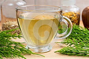 A cup of horsetail tea with fresh Equisetum arvense plant