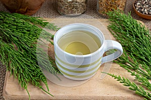 A cup of horsetail tea with fresh Equisetum arvense plant