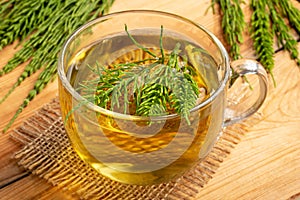 A cup of horsetail tea with fresh Equisetum arvense plant