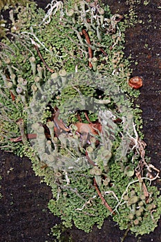 Cup lichen or cup moss