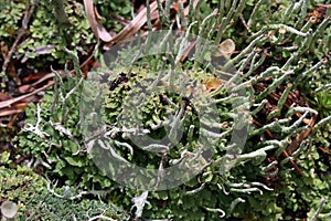 Cup lichen or cup moss