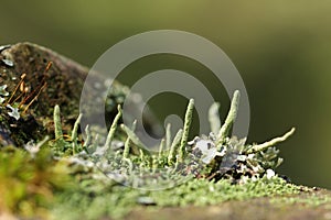 Cup lichen or cup moss