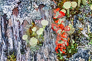 Cup lichen growing on an old tree stump