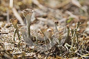 Cup Lichen. Trumpet lichen fungus growing in natural environment. Cladonia fimbriata, family Cladoniaceae