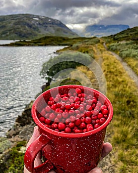 Cup of Lingonberries - hand holds red enamel cup full of delicious fruits with country road lake and mountain in the background