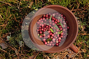 cup of lingonberry in a summer forest