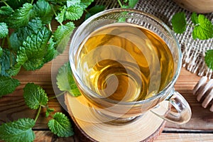 A cup of melissa tea with fresh melissa leaves