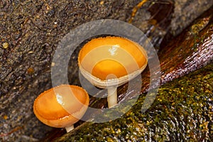 Cup mushroom