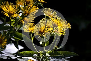 The cup plant Silphium perfoliatum.