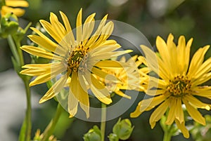 Cup plant, Silphium perfoliatum, with yellow inflorescence