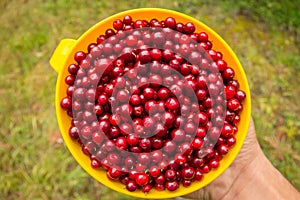 Cup with red berries cranberries holds in hands