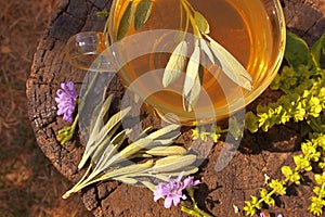 Cup of sage tea with fresh sage plants, basil flowers and chicory flowers on a wooden stamp. Calorie-free sage tea with