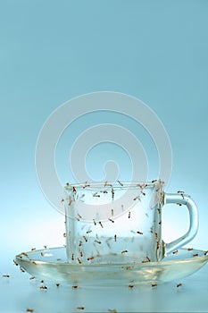 Cup and saucer with ants