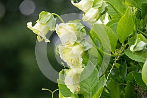 Cup and saucer cobaea scandens vine photo