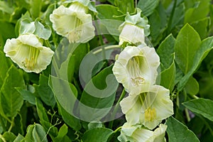 Cup and saucer cobaea scandens vine photo