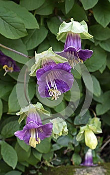 Cup-and-saucer vine or cathedral bells flowers on garden