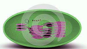 Cup Shaped cytoplasm