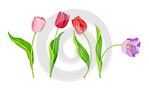Cup-shaped Tulip Flowers with Bright Actinomorphic Buds on Green Stem with Cauline Leaves Vector Set photo