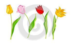 Cup-shaped Tulip Flowers with Bright Actinomorphic Buds on Green Stem with Cauline Leaves Vector Set photo