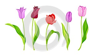 Cup-shaped Tulip Flowers with Bright Actinomorphic Buds on Green Stem with Cauline Leaves Vector Set. Spring-blooming photo