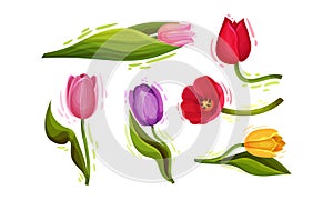 Cup-shaped Tulip Flowers with Bright Actinomorphic Buds on Green Stem with Cauline Leaves Vector Set. Spring-blooming photo