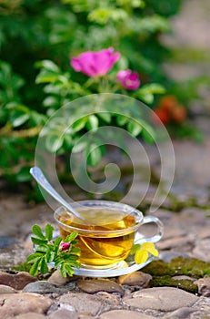 Cup of tea with canker-bloom photo