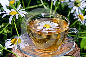 Cup of tea with chamomile in daisies in the background.