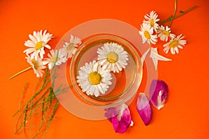 A cup of tea with daisies, next to a cup are daisy flowers, peony petals, daisies on a bright orange background.