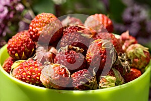 Cup of wild strawberries close-up