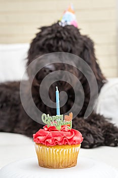 Cupcake with candle and black furry dog lying on white chair wearing a birthday party hat in the background