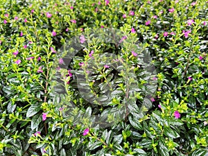Cuphea hyssopifolia, the false heather, evergreen shrub.