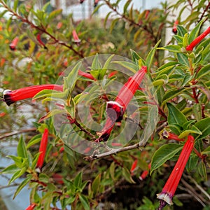 Cuphea ignea, the cigar plant, cigar flower, firecracker plant