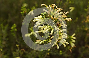 Cuphea Ignea, Cigarette bush, Firecracker plant fynbos photo