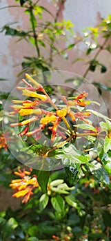 Cuphea Ignea Plant photo