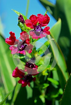 Cuphea lanceolata, Firefly, cigar flower