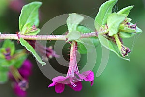 Cuphea lanceolata `Purple Passion`, Purple Passion Bat-face Cuphea