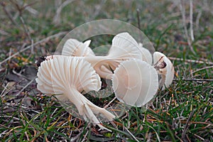 Cuphophyllus virgineus fungus