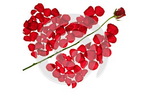 Cupid arrow in a red rose petals heart shape photo