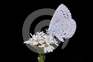 Cupido alcetas butterfly isolated on black background photo